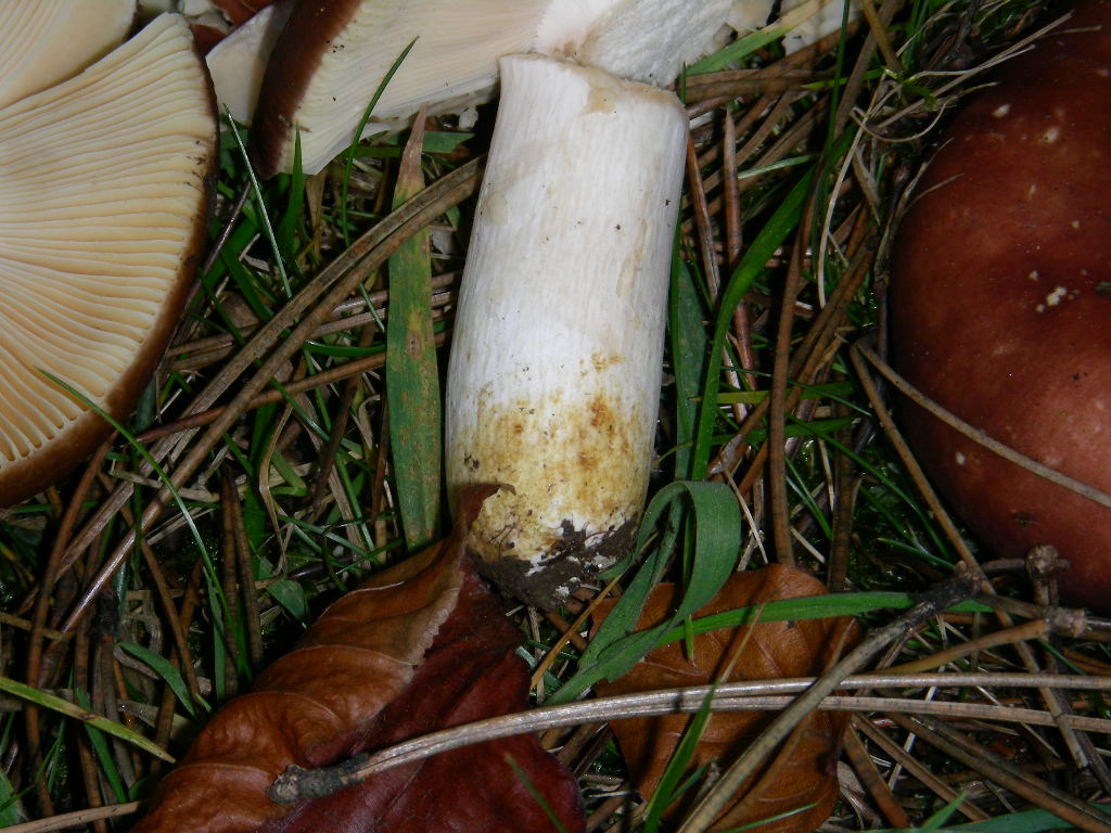 Russula integra ...